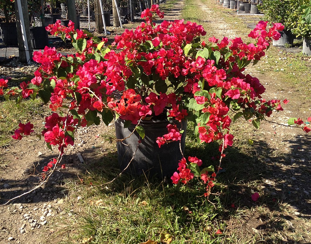 Three Star Nursery Corp Plantant Bougainvillea