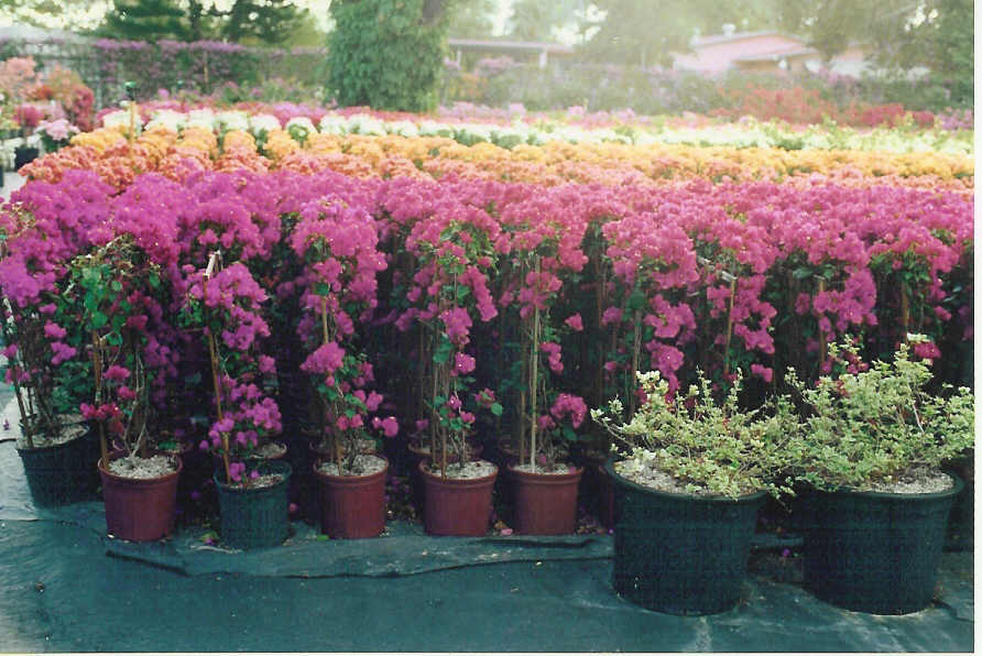 Bougainvillea Tree Plants