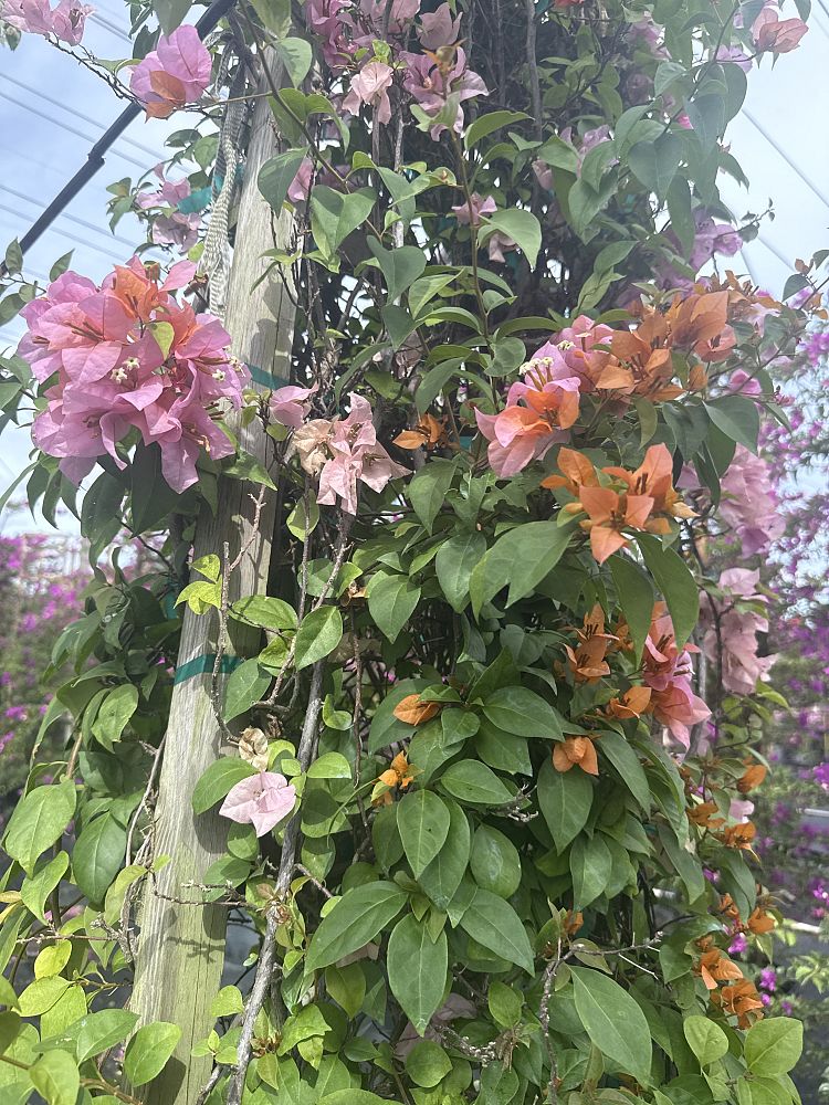 bougainvillea-after-glow