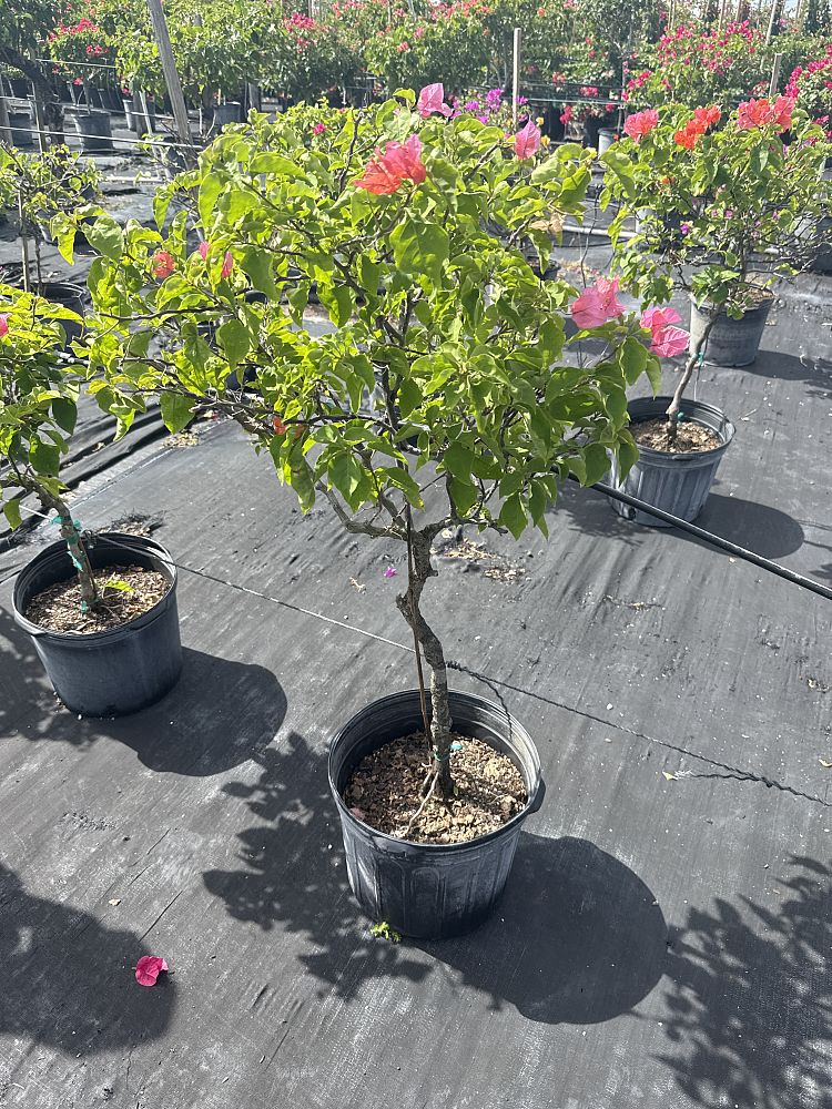 bougainvillea-after-glow