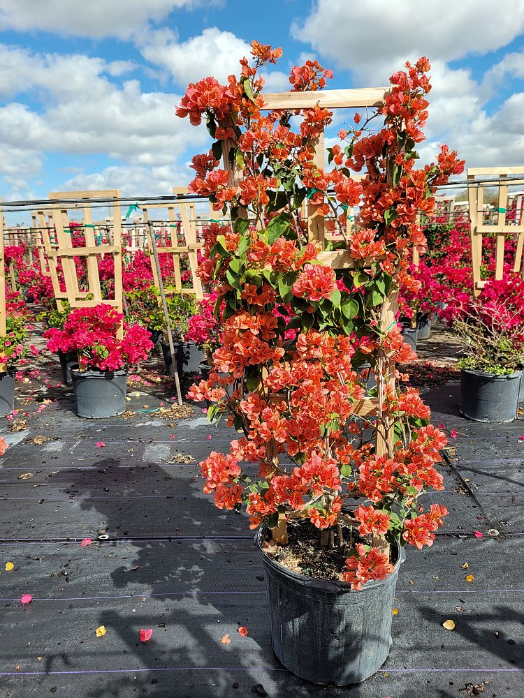 bougainvillea-afterglow-after-glow-bougainvillea