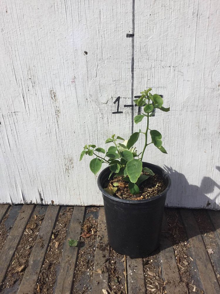 Arizona WholeSale Growers