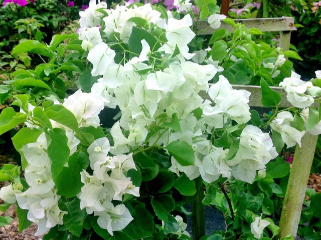 bougainvillea-alba