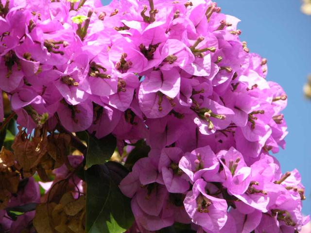 bougainvillea-arborea-thornless