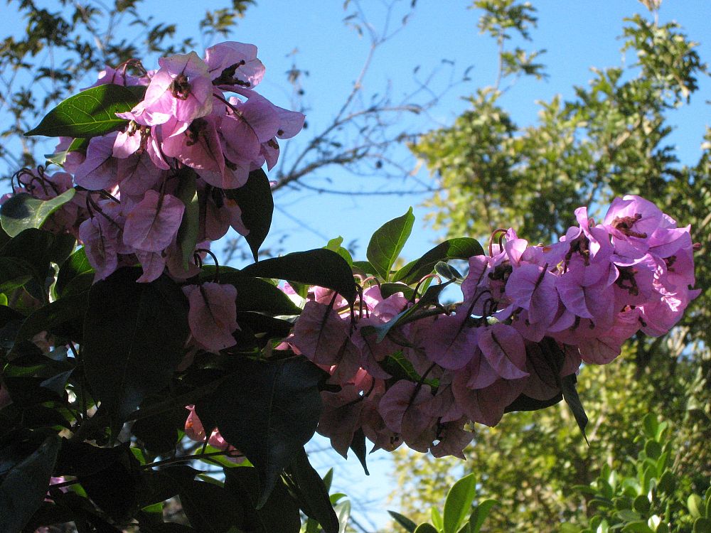 bougainvillea-arborea-thornless