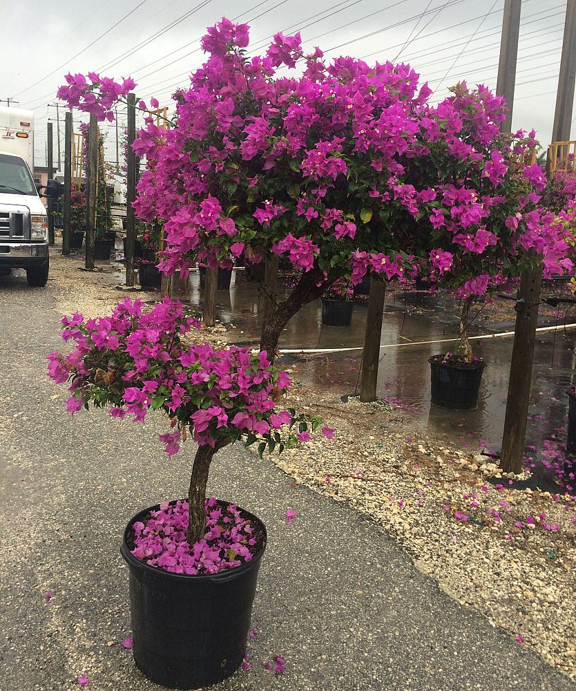 bougainvillea-arborea-tree-bougainvillea