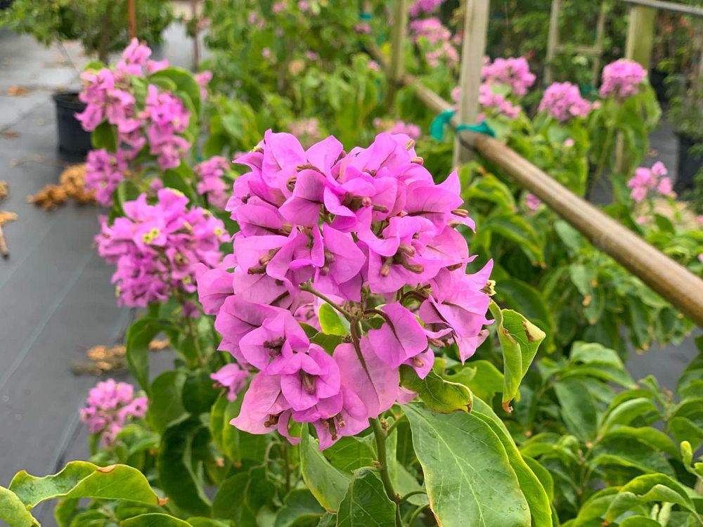 bougainvillea-arborea-tree-bougainvillea