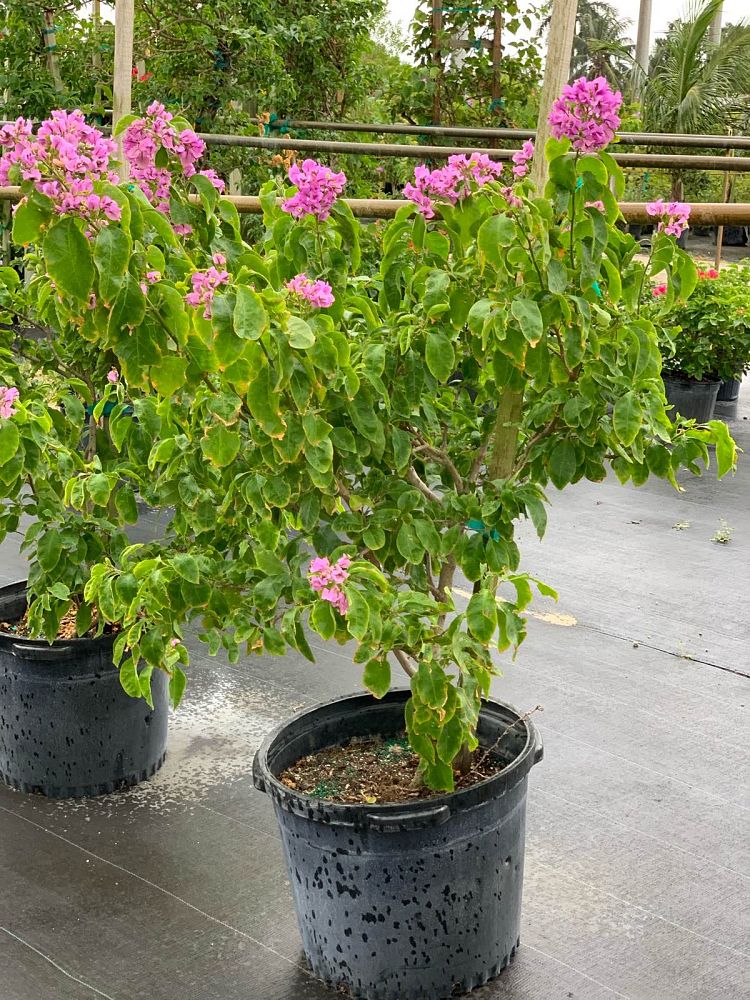 bougainvillea-arborea-tree-bougainvillea