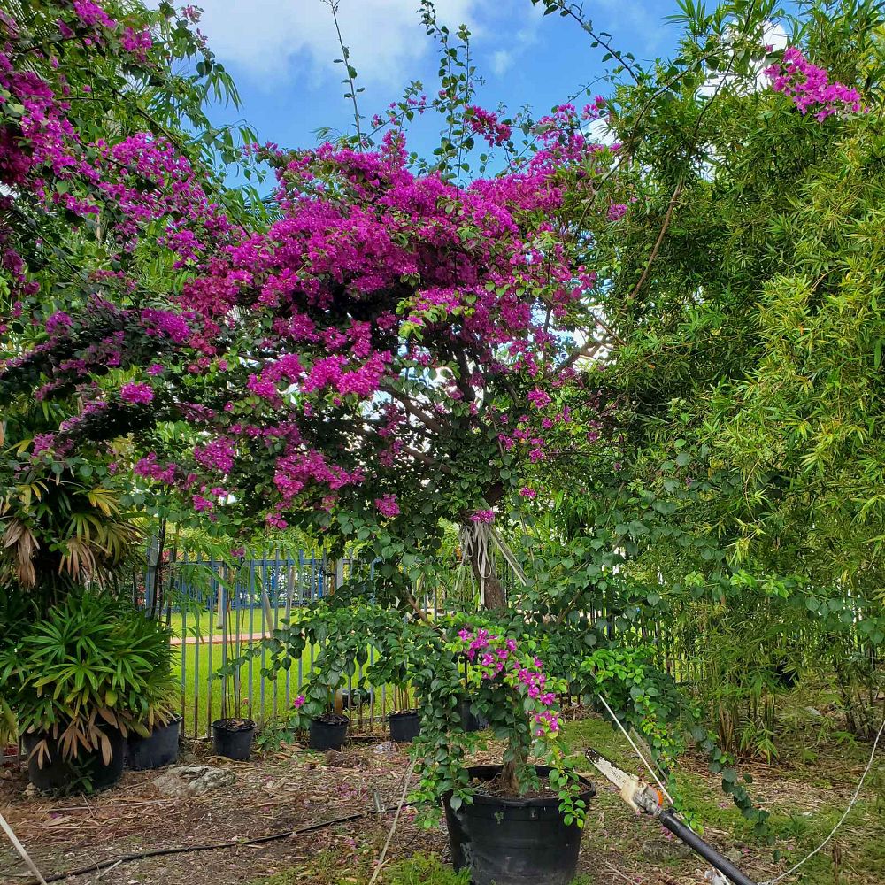 bougainvillea-arborea-tree-bougainvillea