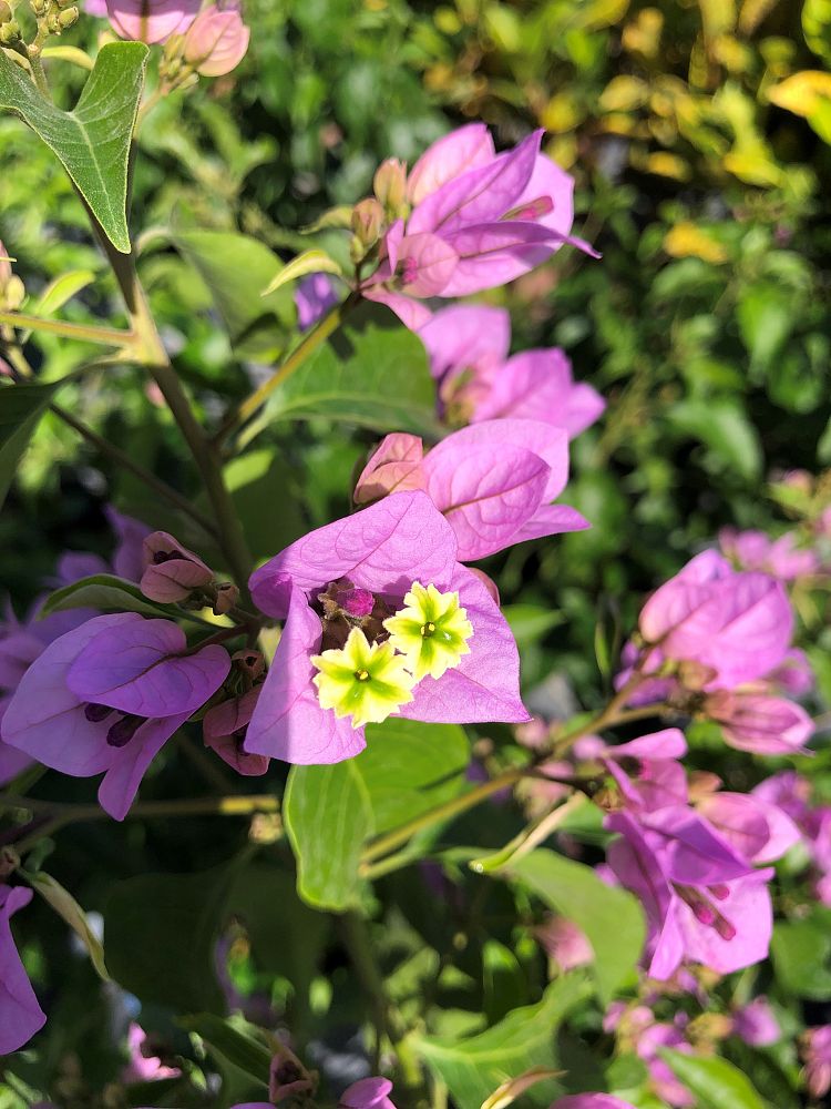 bougainvillea-arborea-tree-bougainvillea