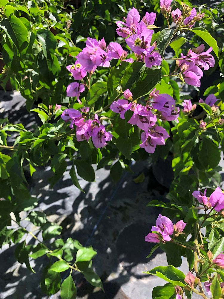 bougainvillea-arborea-tree-bougainvillea