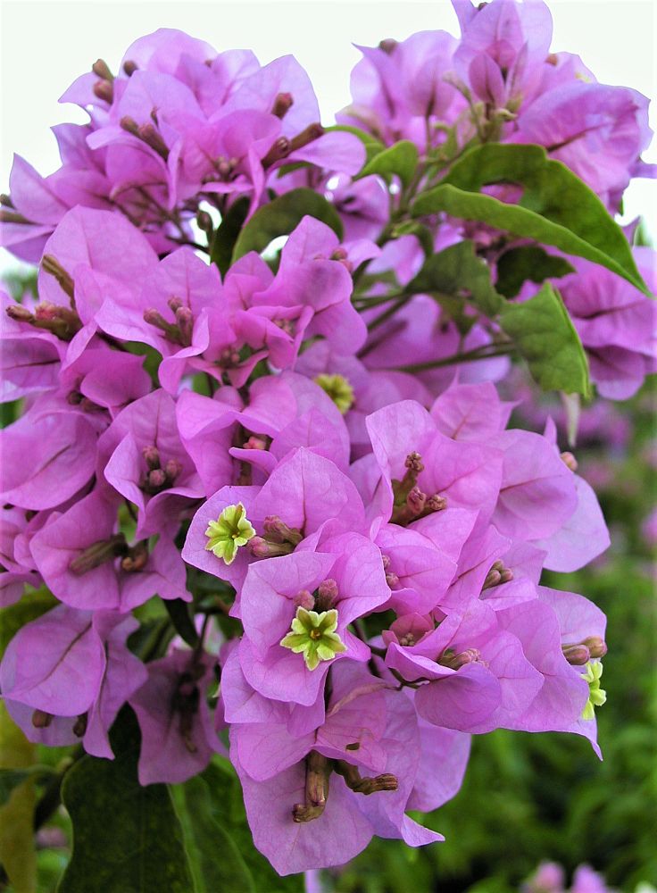 bougainvillea-arborea-tree-bougainvillea