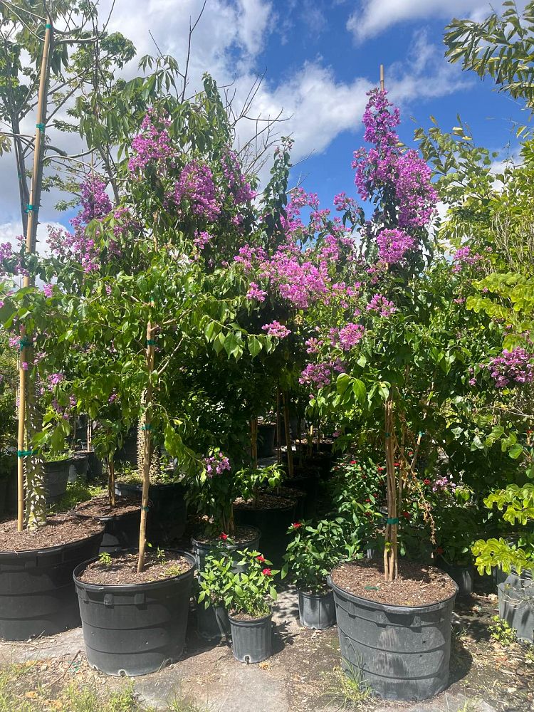 bougainvillea-arborea-tree-bougainvillea
