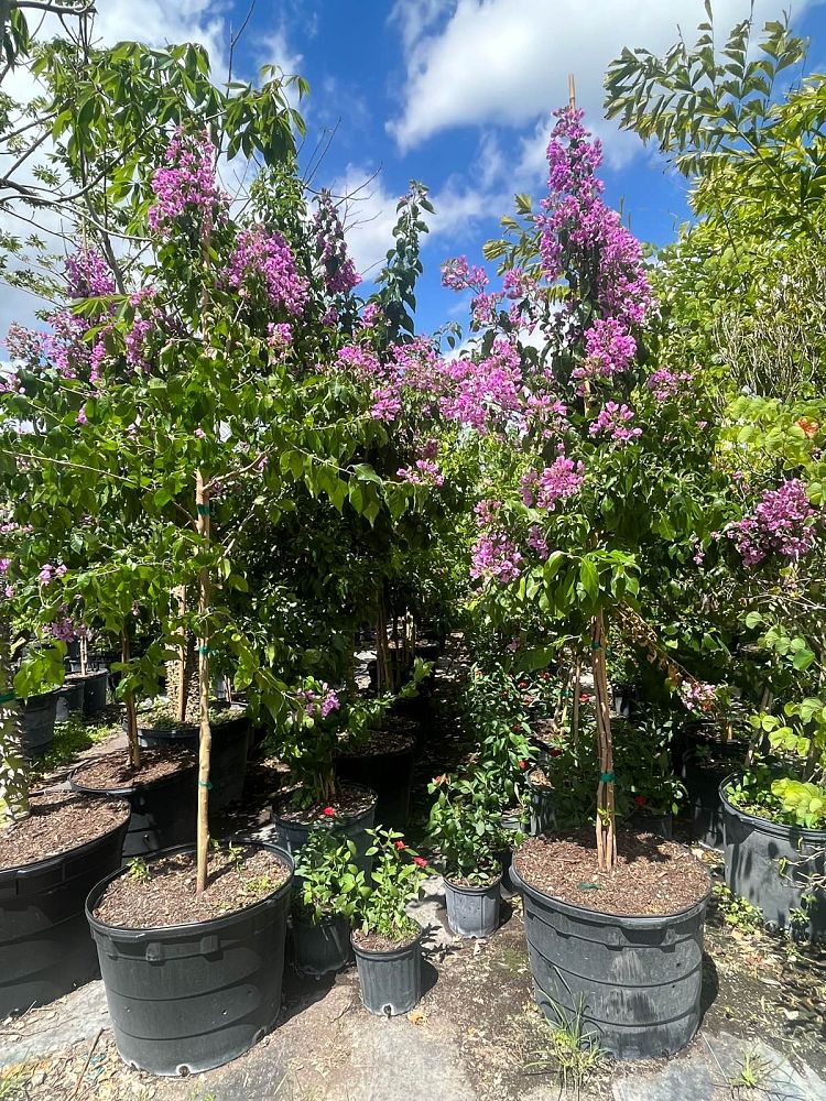 bougainvillea-arborea-tree-bougainvillea