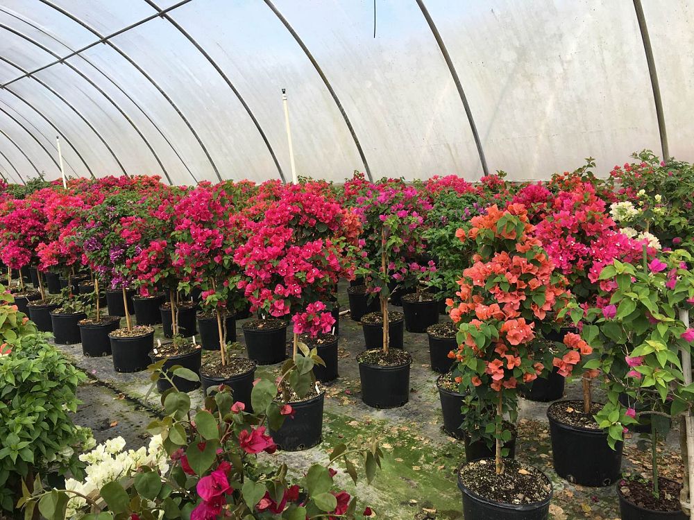 bougainvillea-assorted