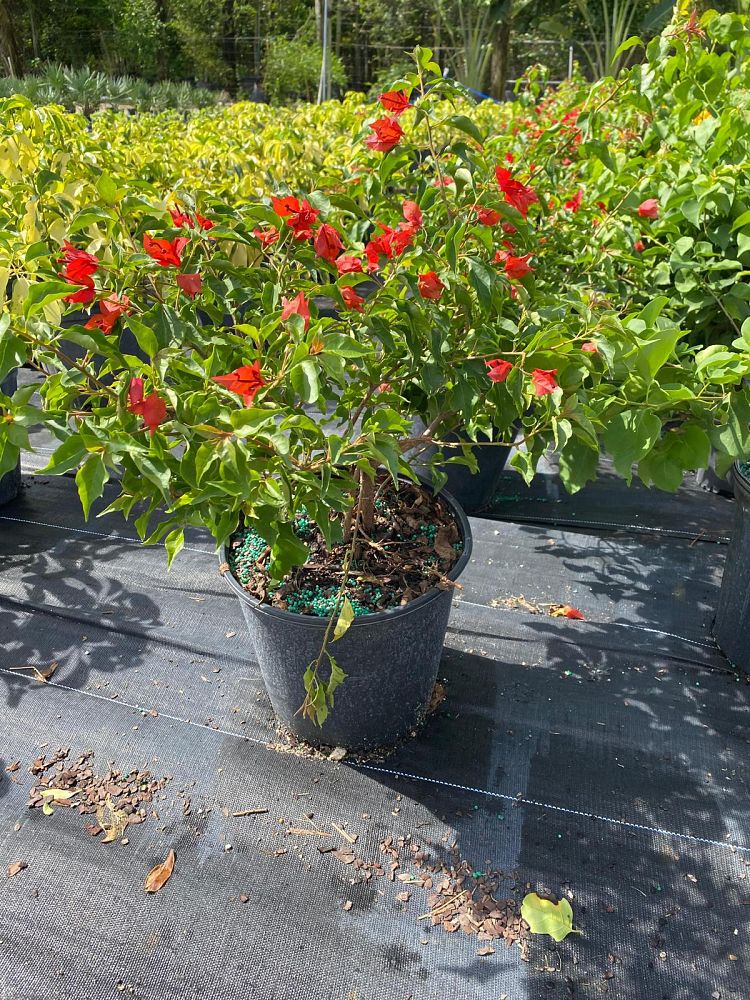 bougainvillea-assorted