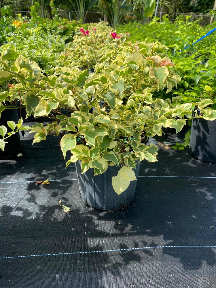 bougainvillea-assorted