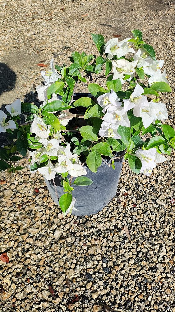bougainvillea-assorted