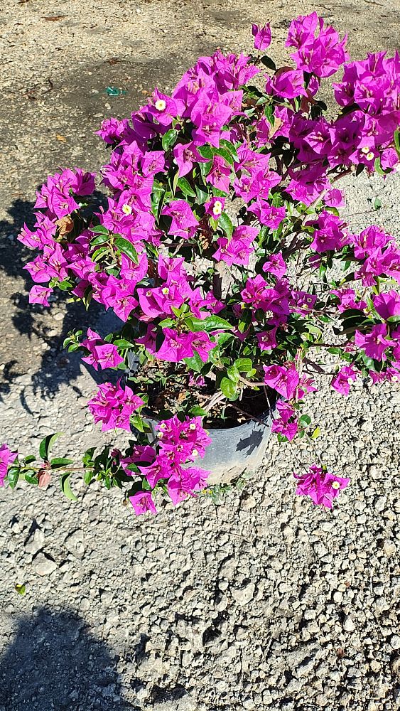 bougainvillea-assorted