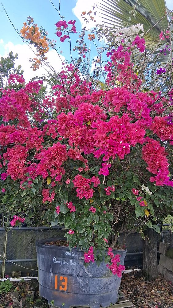 bougainvillea-assorted