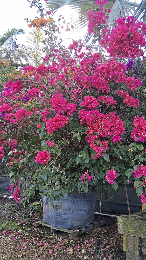bougainvillea-assorted