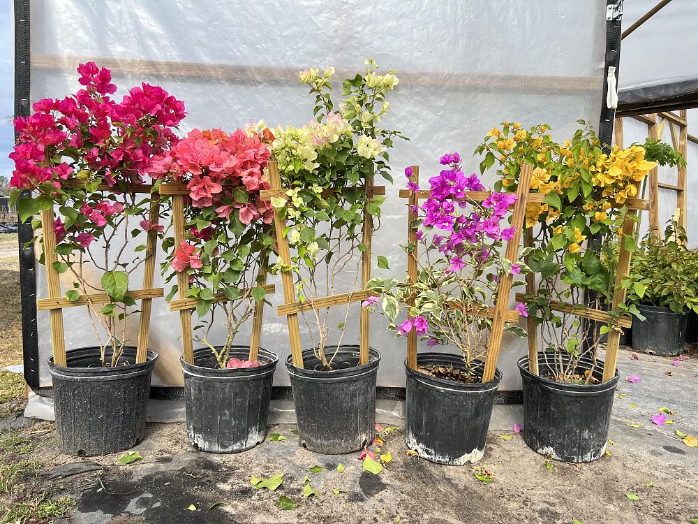 bougainvillea-assorted