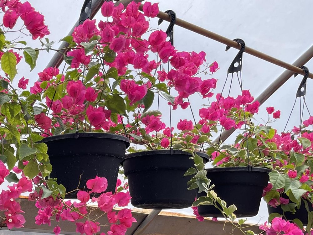 bougainvillea-assorted