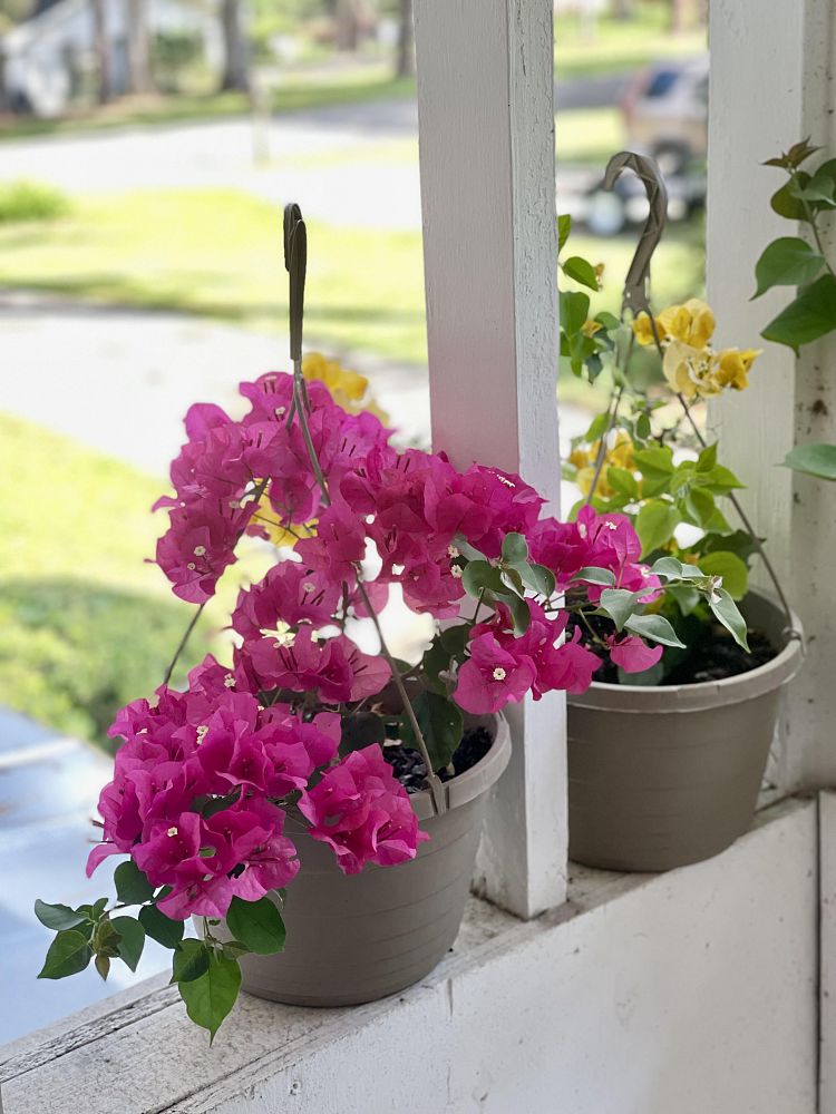 bougainvillea-assorted