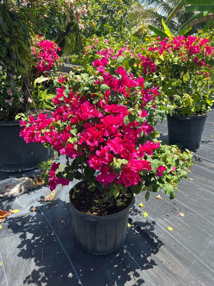 bougainvillea-assorted