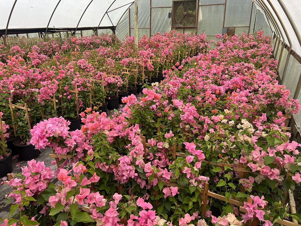 bougainvillea-assorted