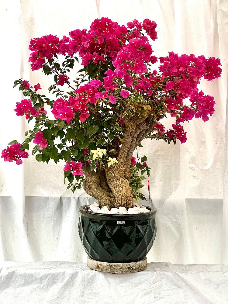 bougainvillea-assorted