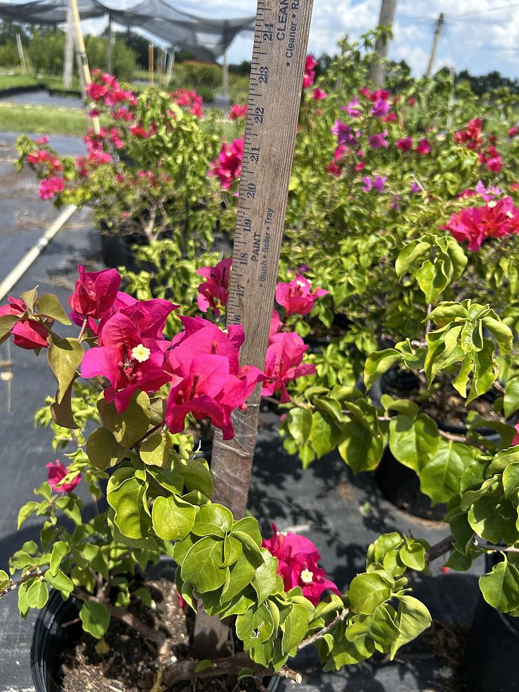 bougainvillea-assorted