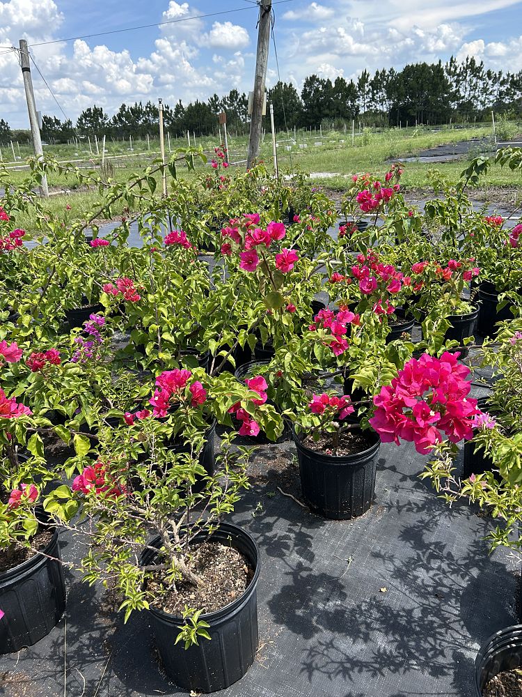 bougainvillea-assorted