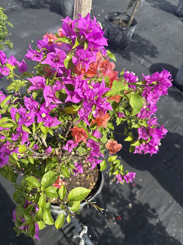 bougainvillea-assorted