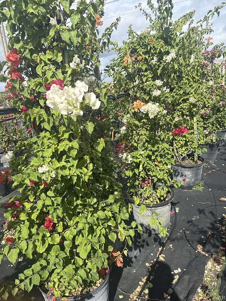 bougainvillea-assorted