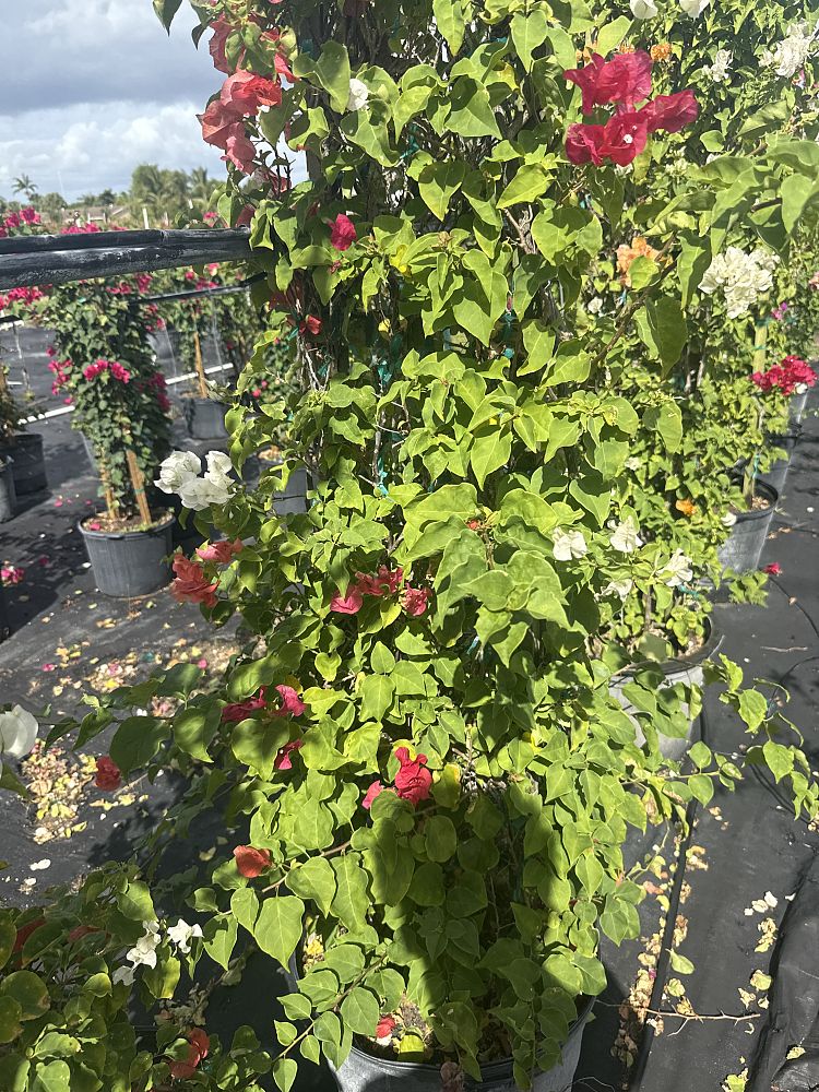 bougainvillea-assorted