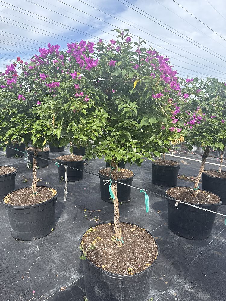 bougainvillea-assorted