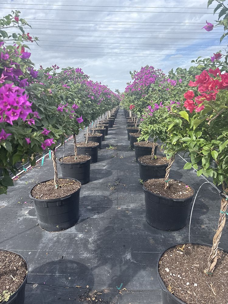 bougainvillea-assorted