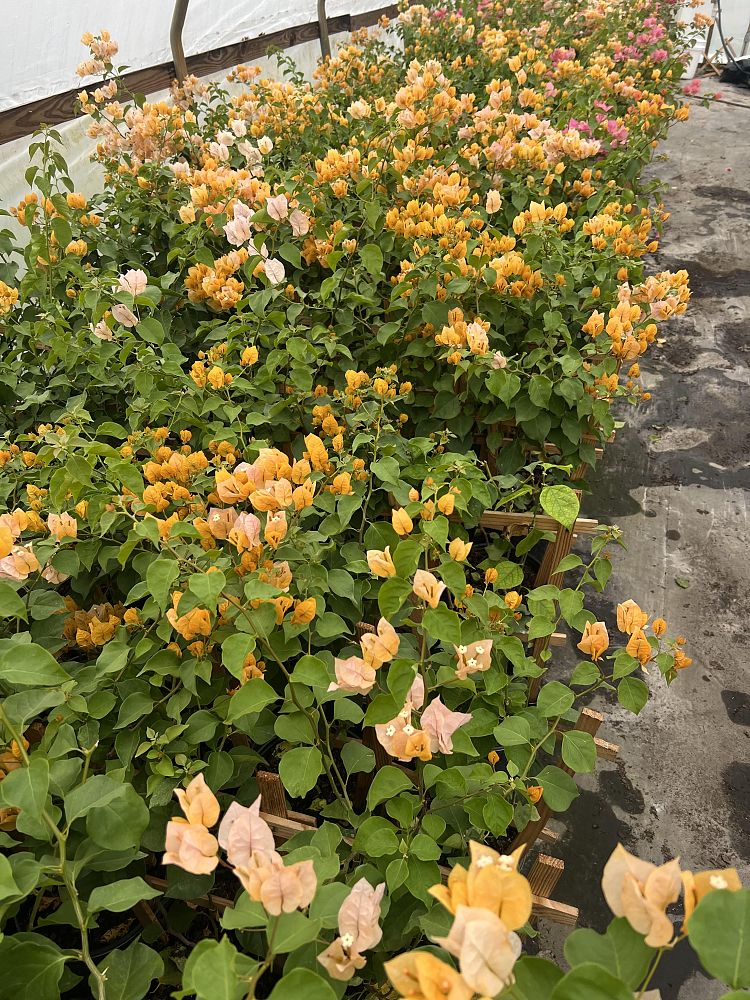 bougainvillea-assorted
