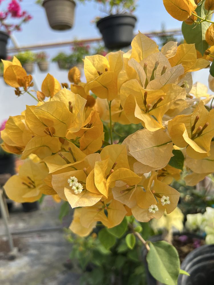 bougainvillea-assorted