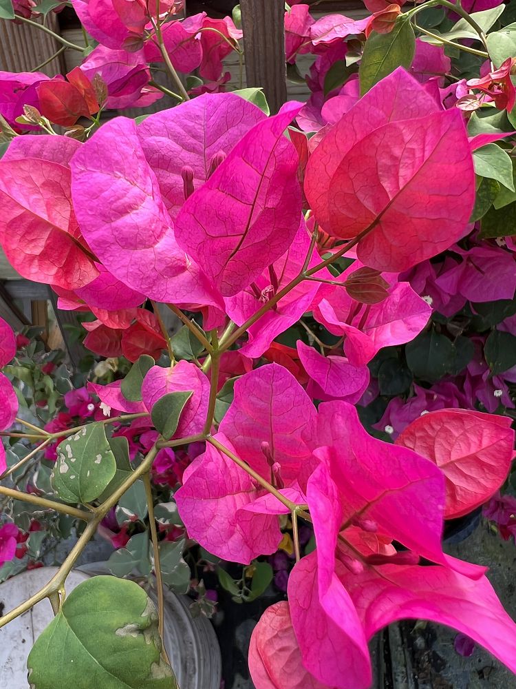 bougainvillea-assorted