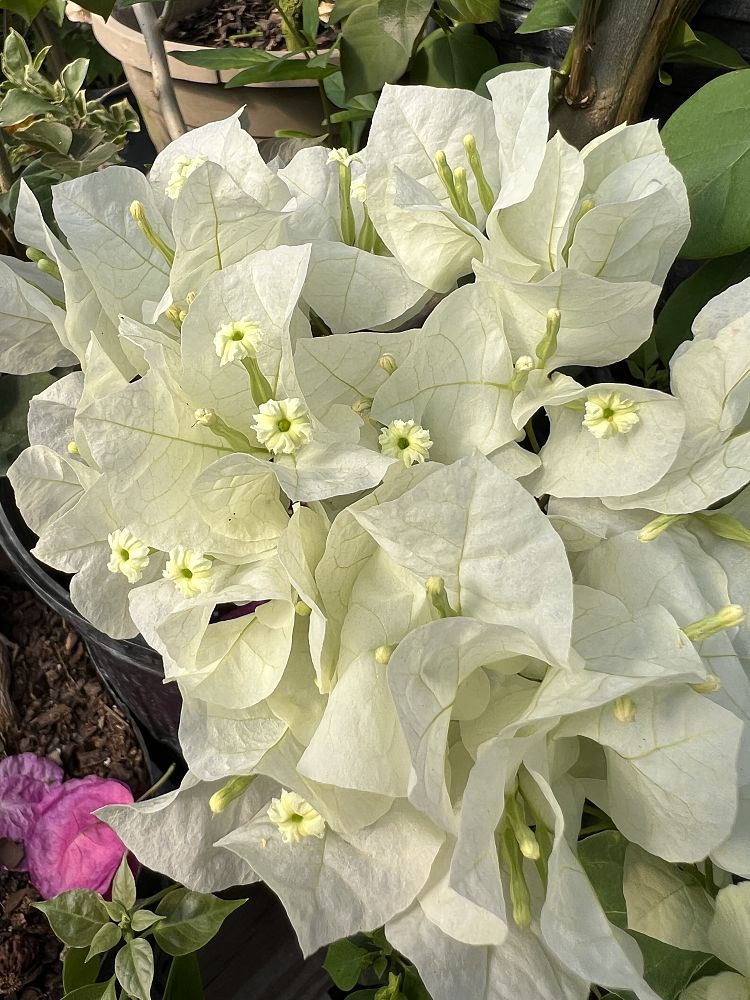 bougainvillea-assorted