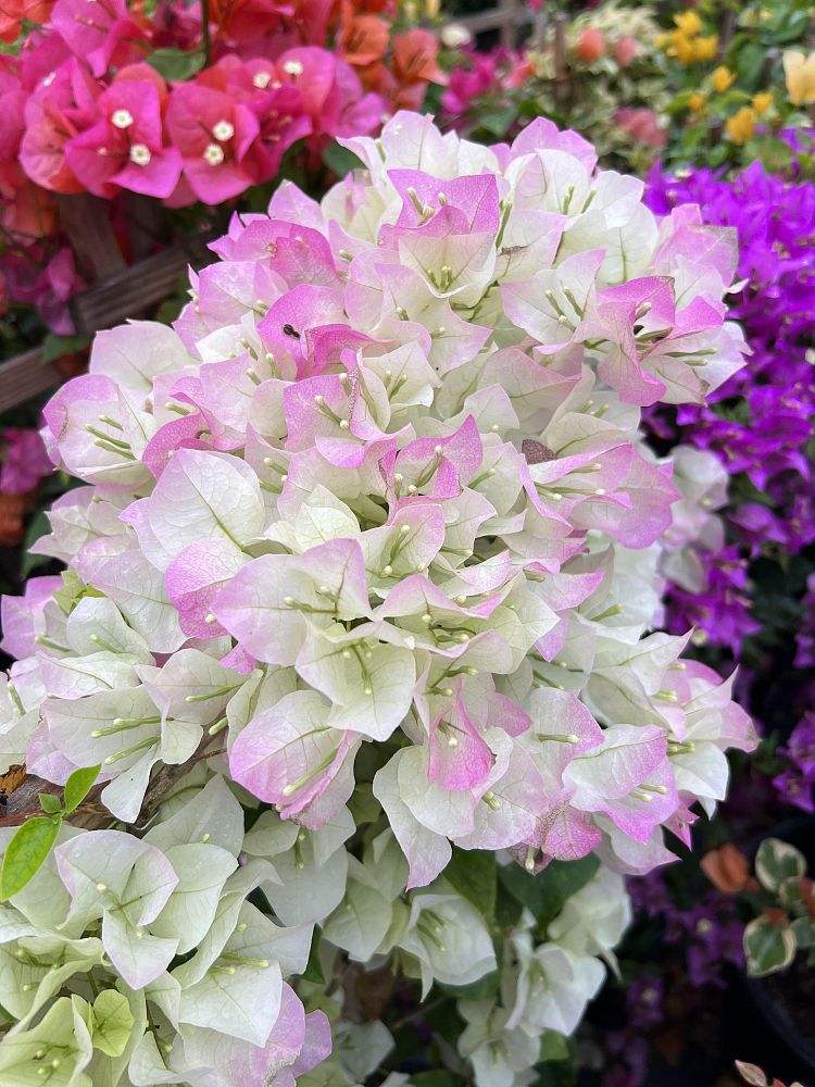 bougainvillea-assorted