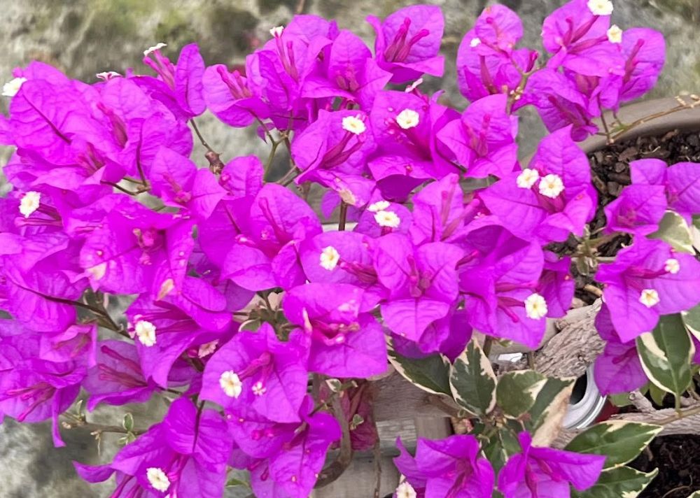 bougainvillea-assorted