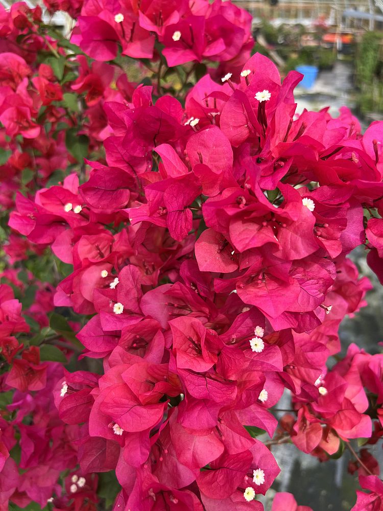 bougainvillea-assorted