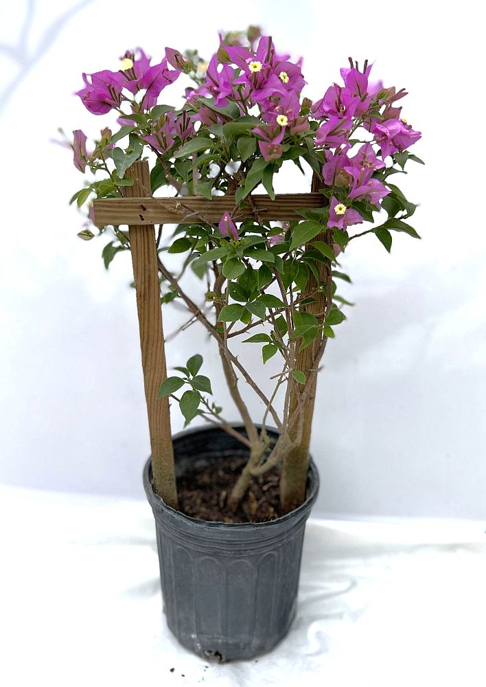 bougainvillea-assorted