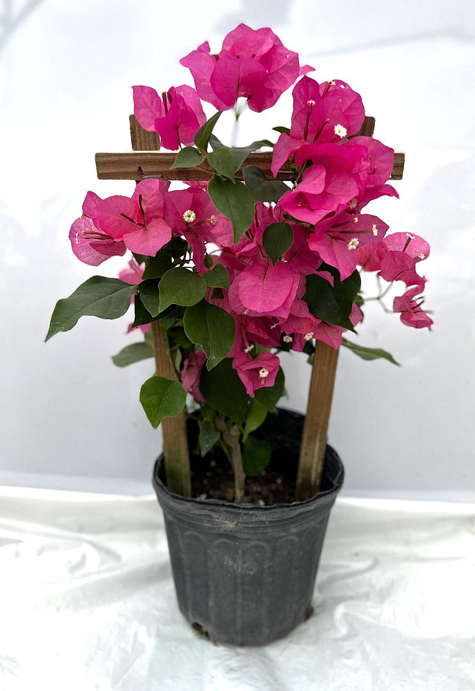 bougainvillea-assorted