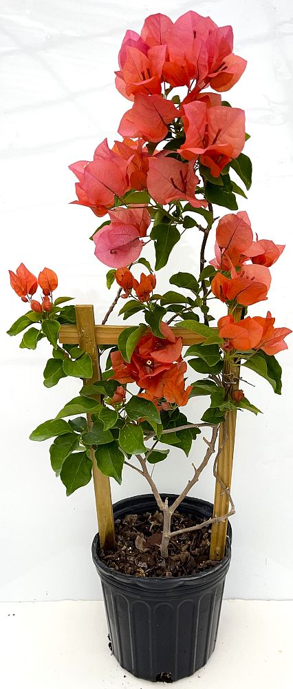 bougainvillea-assorted