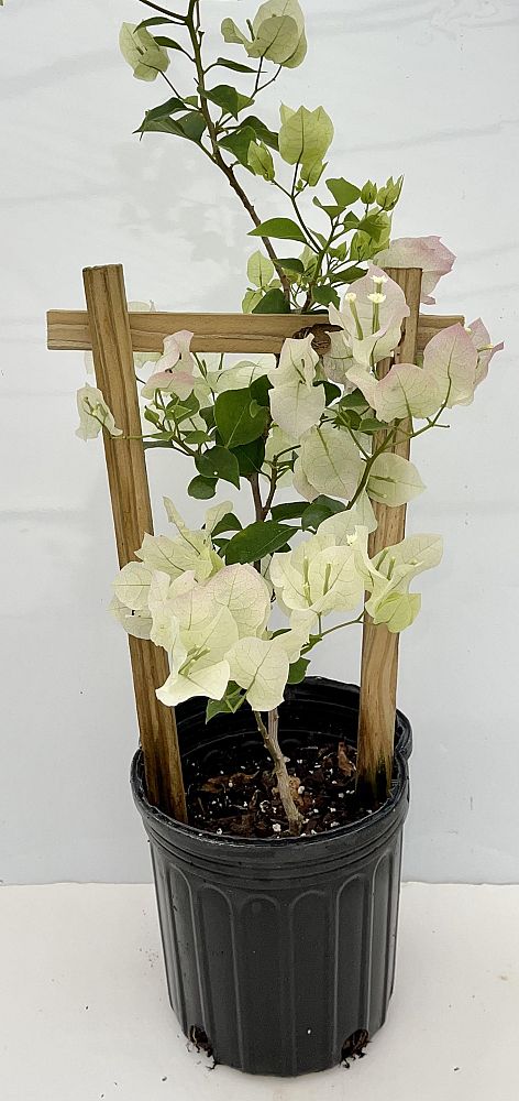 bougainvillea-assorted