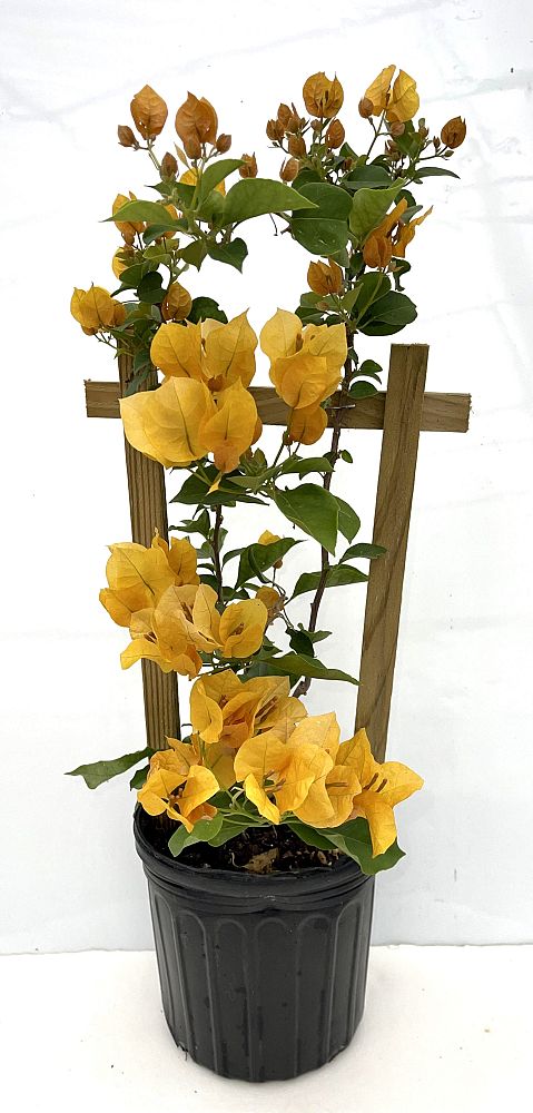 bougainvillea-assorted